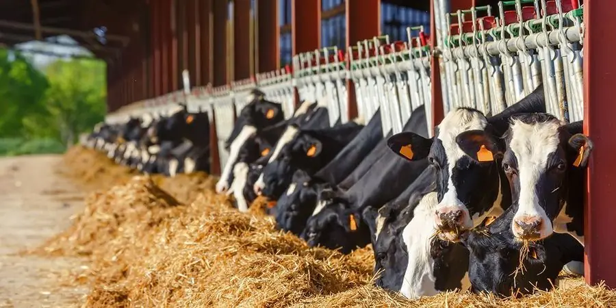 Value addition and animal feed