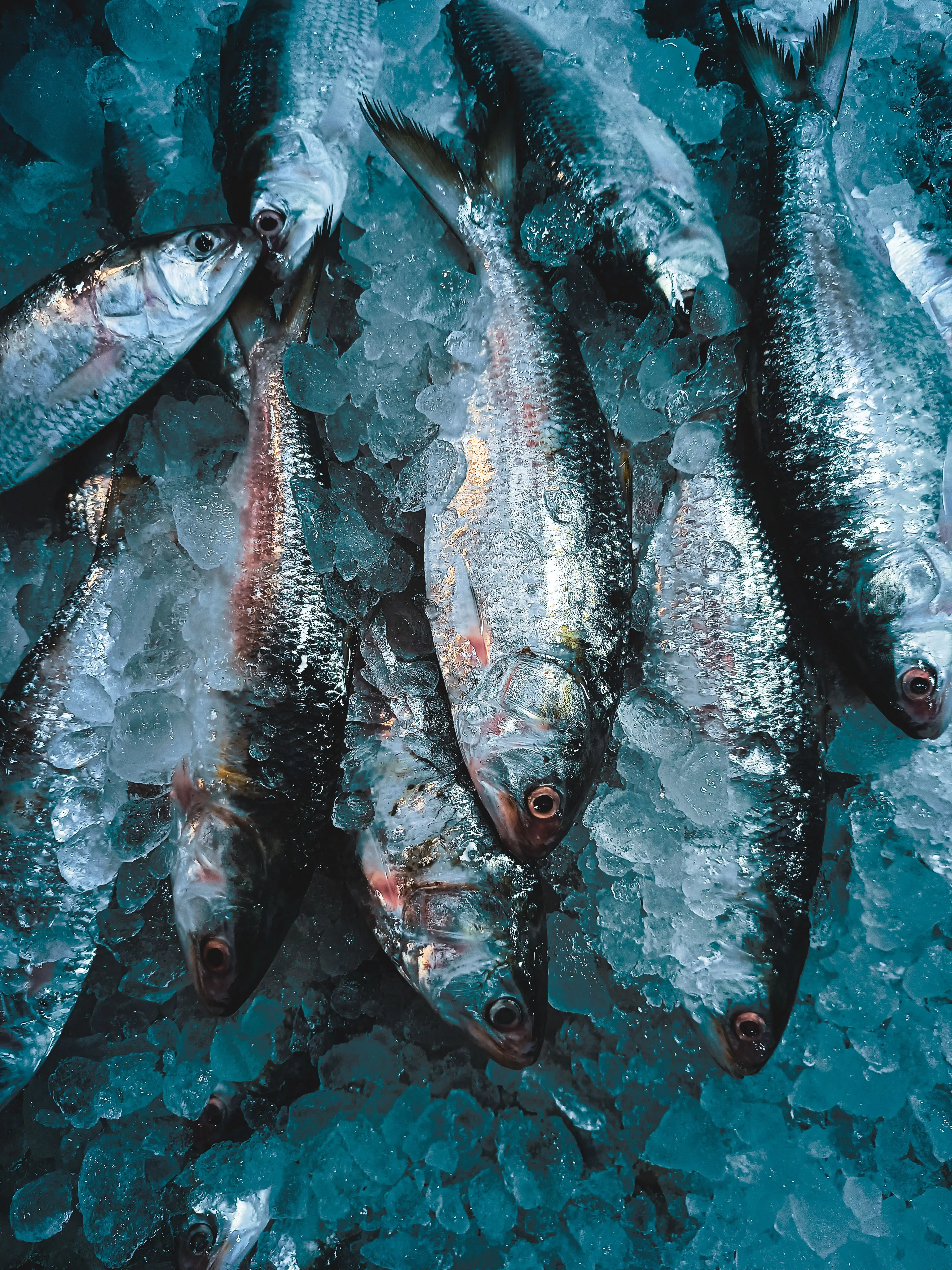 Frozen tilapia
