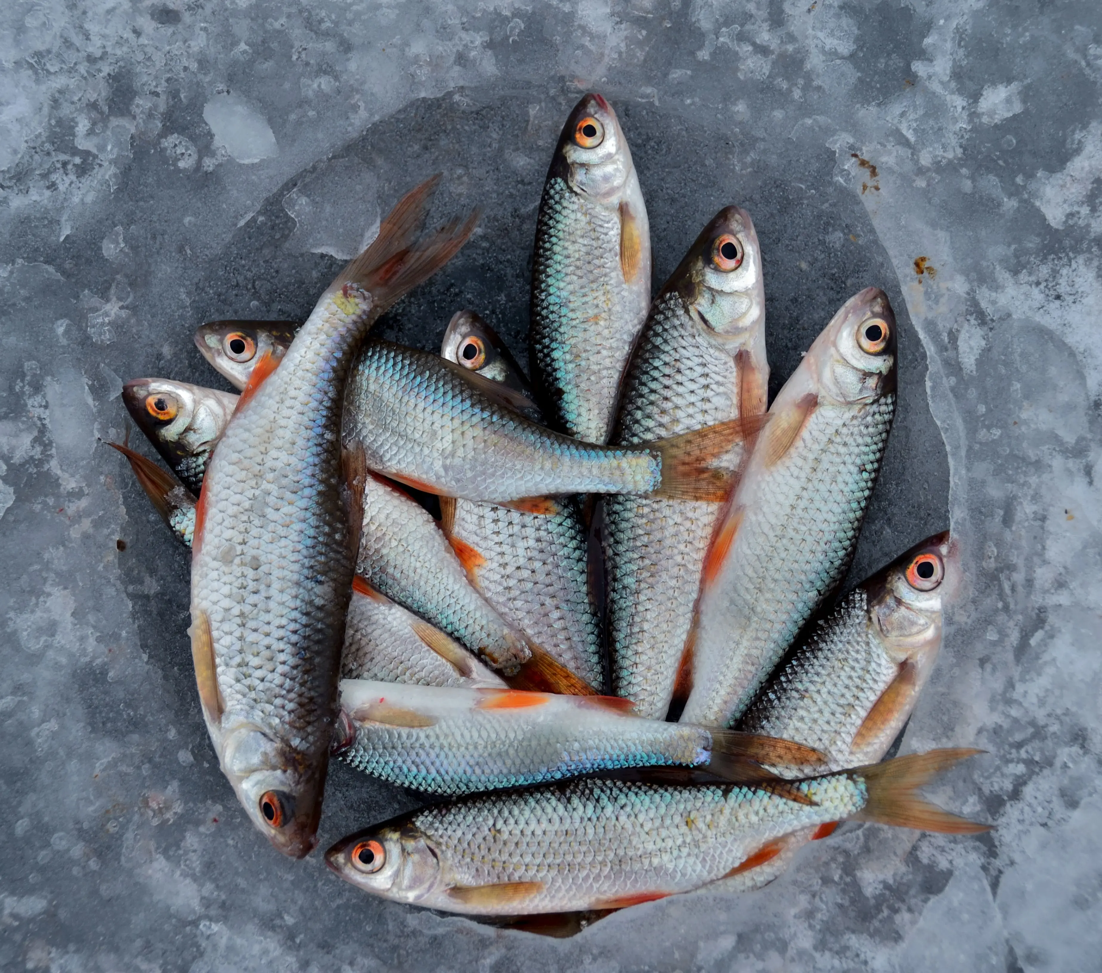 Fisheries products