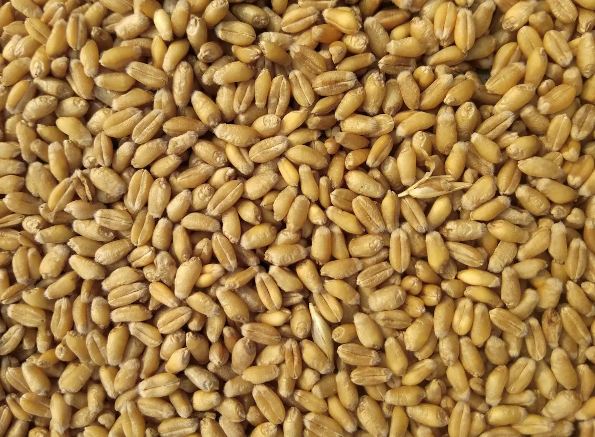 Soya beans